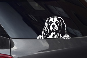 Cavalier Spaniel Looking Out Window Decal