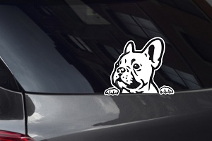 French Bulldog Looking Out Window Decal