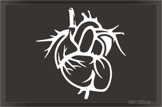 Heart Anatomy Decal