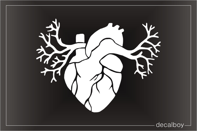 Heart Physiology Decal