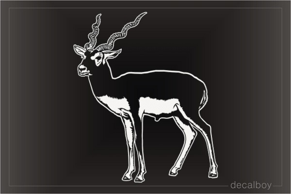 Indian Black Buck Antelope Decal