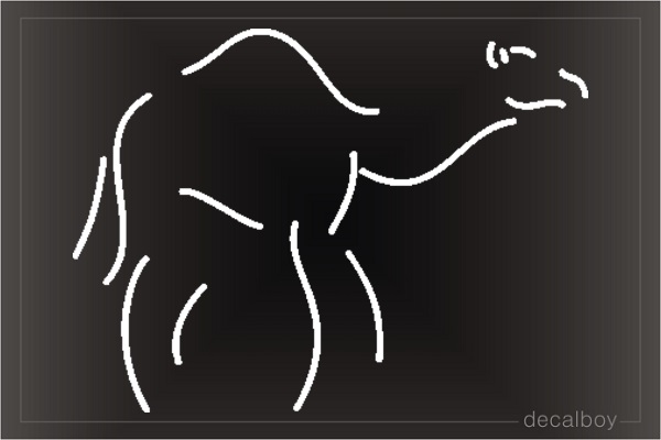 Camel Decal