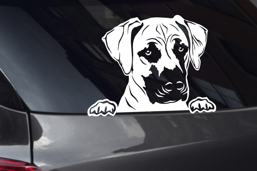 Black Mouth Cur Looking Out Window Decal
