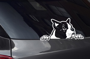 Boston Terrier Looking Out Window Decal