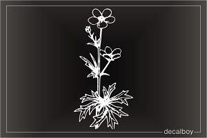 Buttercup Flower Window Decal