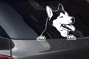 Husky Looking Out Window Decal