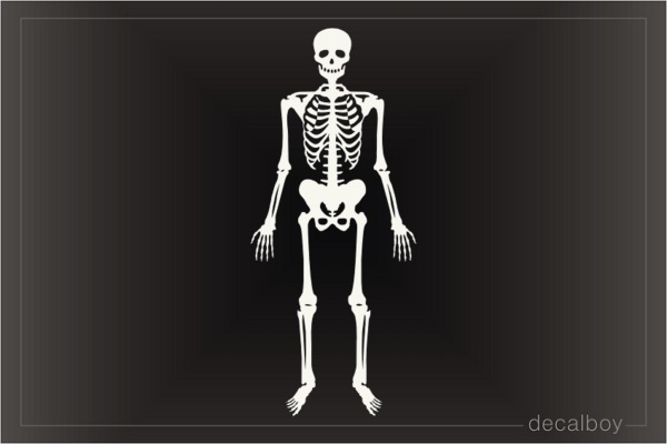 X Ray Skeleton Decal
