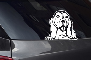 Basset Hound Looking Out Window Decal
