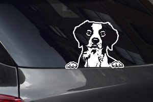 Brittany Spaniel Looking Out Window Decal