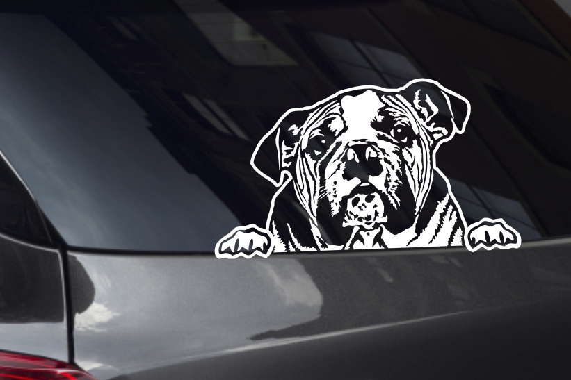 English Bulldog Face Looking Out Window Decal