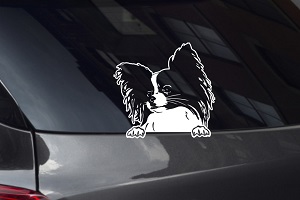 Papillon Face Looking Out Window Decal