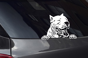 Pitbull Looking Out Window Decal