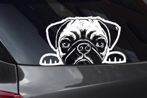 Pug Looking Out Window Decal