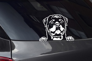 Rottweiler Looking Out Window Decal