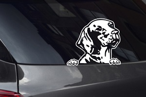 Vizsla Looking Out Window Decal